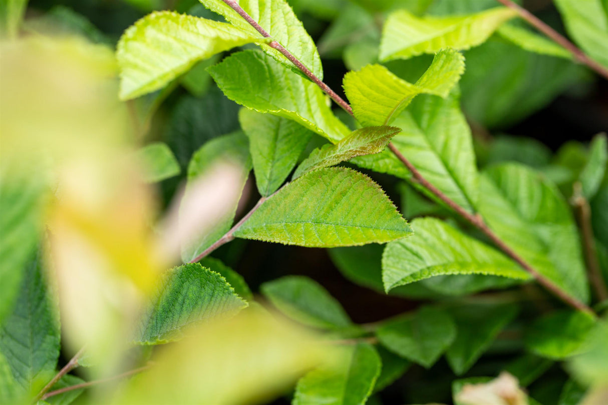 Photinia serratifolia mit Sommerbelaubung, erhältlich als: Solitär; Einsatz: Solitärgehölzwinterhart;;günstig mit Qualität