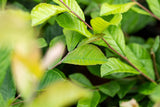Photinia serratifolia mit Sommerbelaubung, erhältlich als: Solitär; Einsatz: Solitärgehölzwinterhart;;günstig mit Qualität