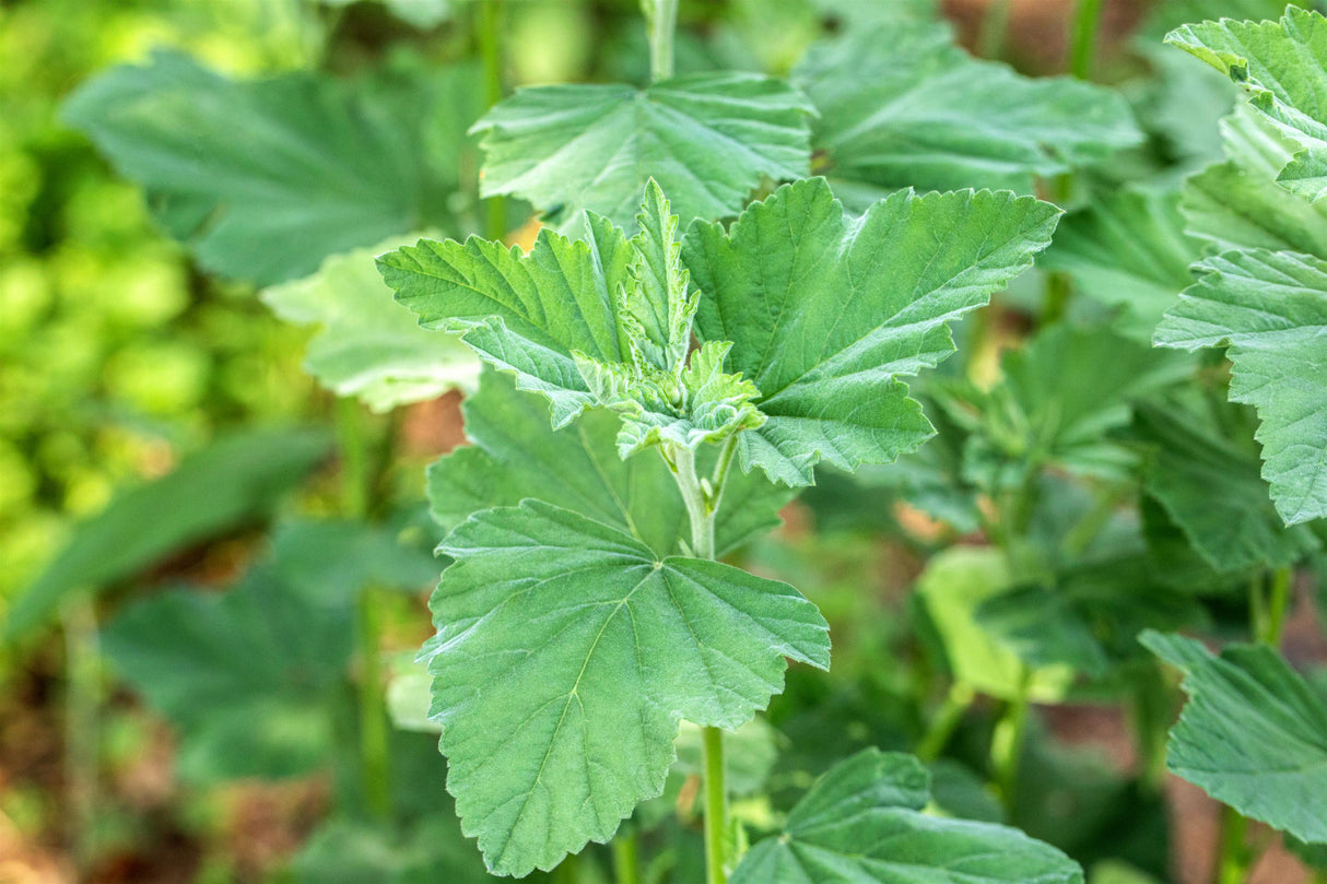 Althaea officinalis ;;ab 4,15 Euro