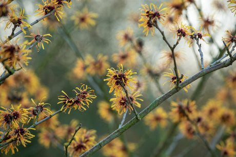 Hamamelis interm. 'Harry' , erhältlich von 40-60 bis 80-100 cm;;ab 47,20 Euro