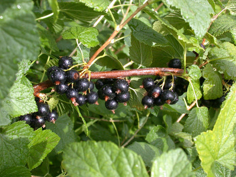 Ribes nigrum 'Veloy' mit Früchten, erhältlich von 3- bis 80-90 cm; Einsatz: ;;ab 17,80 Euro