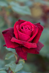 Rosa 'Erotika' TH; hier mit Blüte; gute Winterhärte; Einsatzmöglichkeit z.B. : Solitär;;ab 8,90 Euro