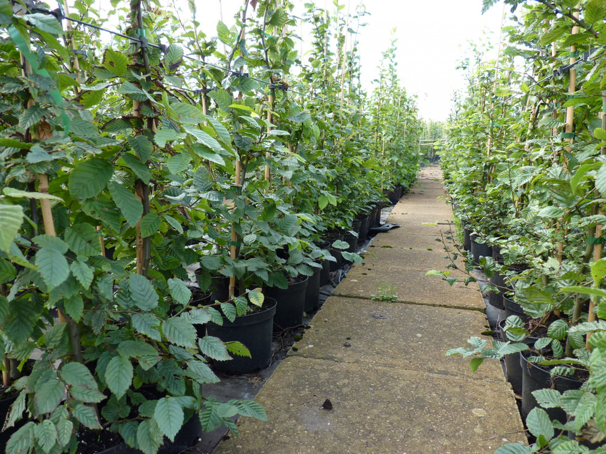 Hornbeam als Pflanze im Beet, erhältlich als: leichte Heister, Heister, verschulte Heister; Einsatz: Heckenpflanzeanspruchslos;;günstig mit Qualität