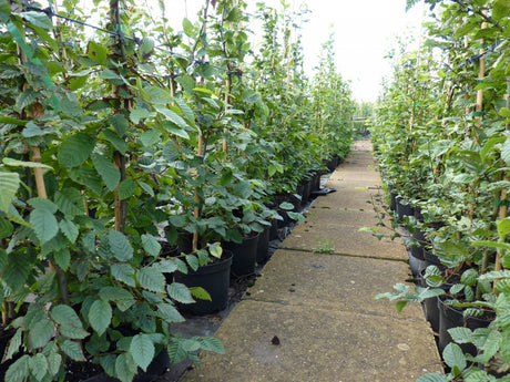 Hornbeam; als Pflanze im Beet; bietet Vögeln Nistplatz; Einsatzmöglichkeit z.B. : Sichtschutz; erhältlich mit Stammumfang von ab 5 bis 6- cm;;günstig mit Qualität