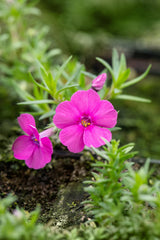 Phlox douglasii 'Red Admiral'; hier mit Blüte; schneckensicher (schneckenresistent); Einsatzmöglichkeit z.B. : Steingärten;;ab 0,00 Euro