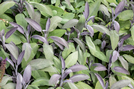 Salvia officinalis 'Purpurascens' , ;;ab 4,27 Euro
