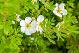 Potentilla fruticosa 'Manchu'; hier mit Blüte; reichblühend; Einsatzmöglichkeit z.B. : Bienenweide; verfügbar in 2 Größen und Varianten;;ab 7,30 Euro