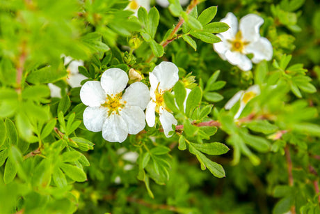 Potentilla fruticosa 'Manchu' mit Blüte, erhältlich von 20-30 bis 30-40 cm; Einsatz: ;;ab 5,40 Euro