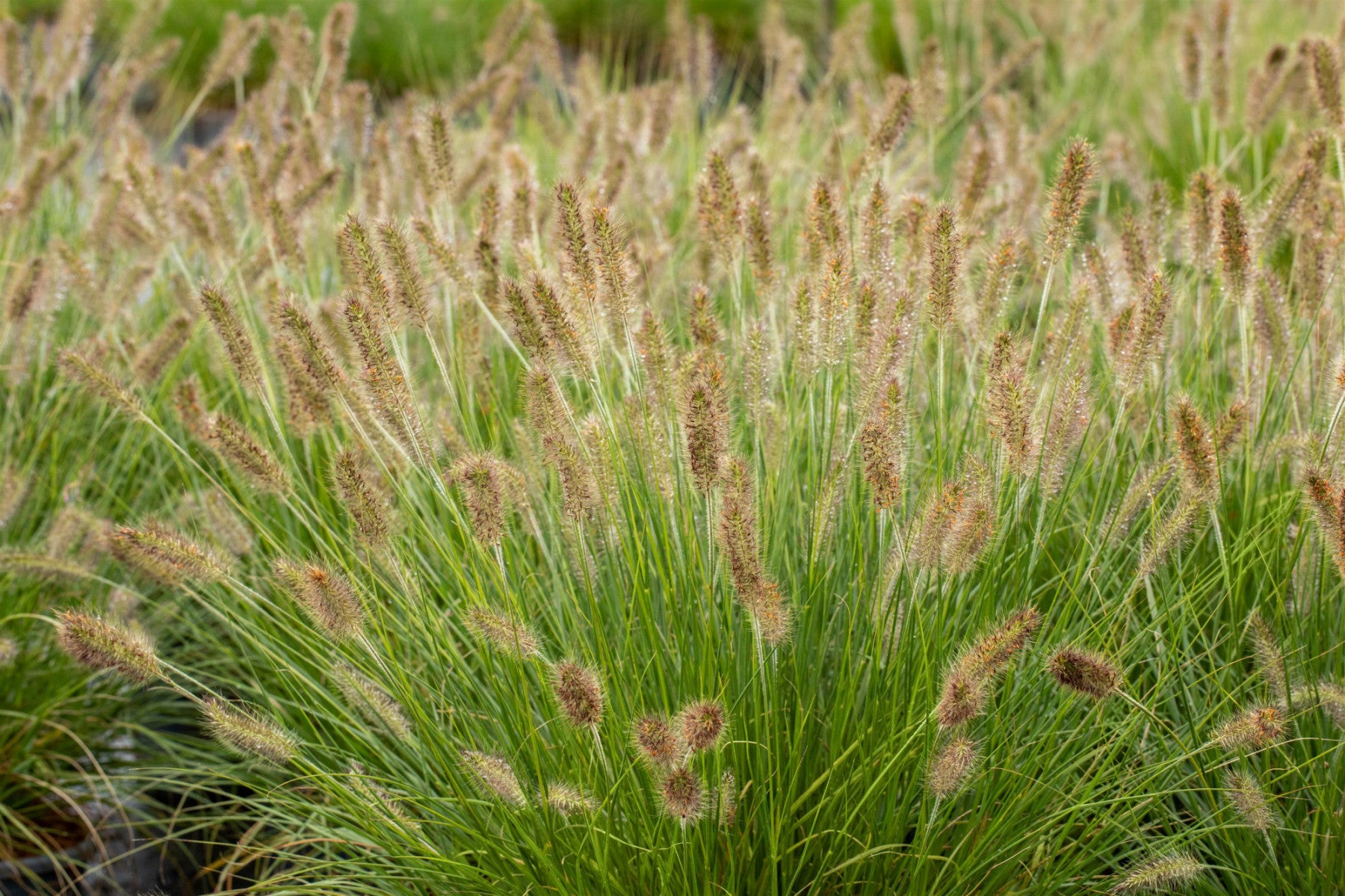 Pennisetum alopecuroides 'Hameln' (Garten-Federborstengras)