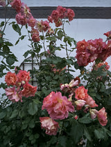 Rosa 'Westerland' STR; hier mit Blüte; winterhart; Einsatzmöglichkeit z.B. : Einzelstellung; verfügbar in 3 Größen und Varianten;;ab 11,10 Euro