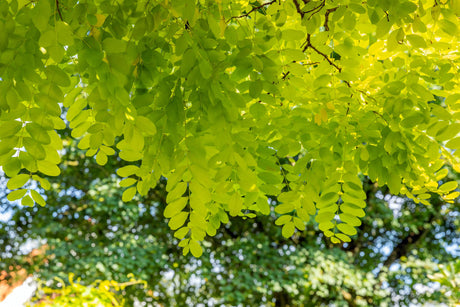 Robinia pseudoac. 'Frisia' mit Sommerbelaubung; Einsatz: Bienenweidegoldgelbes Laub;;mit zeitnaher Lieferung