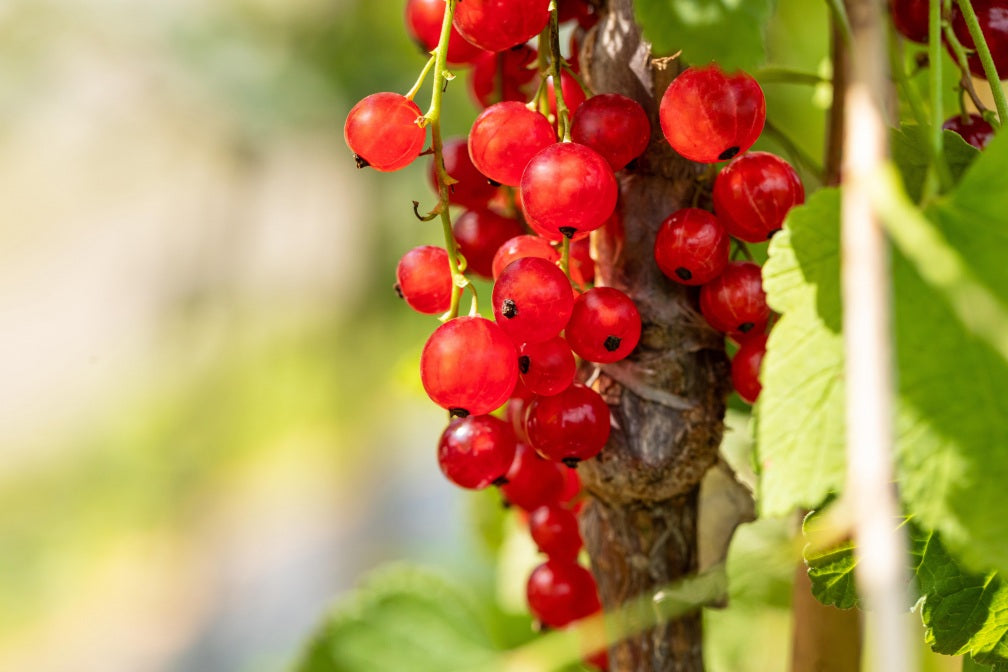 Ribes rubrum 'Jonkheer van Tets' mit Früchten, erhältlich von 3- bis 80-90 cm; Einsatz: ;;ab 15,90 Euro