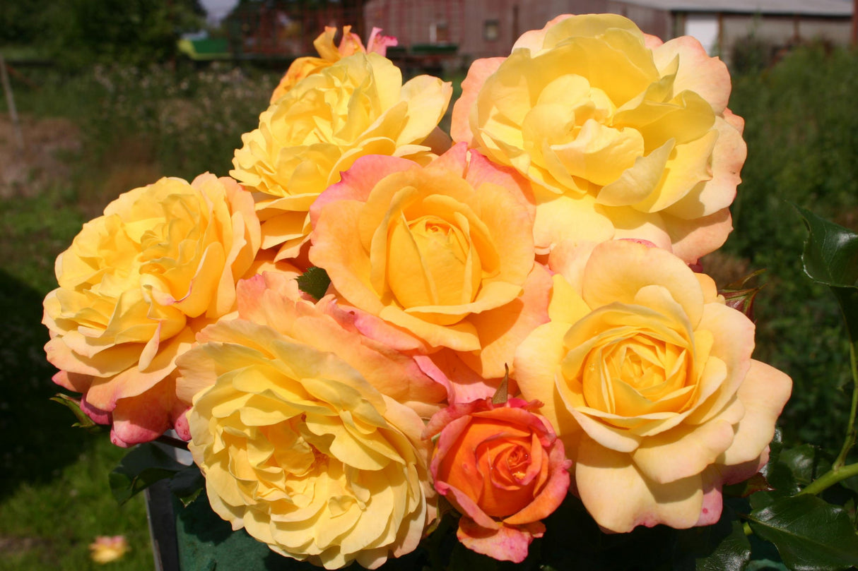 Rosa 'Rose der Hoffnung' BT mit Blüte; Einsatz: ;;ab 9,50 Euro