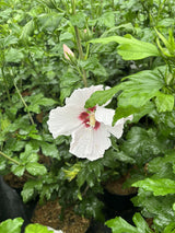 Hibiscus syriacus 'Mathilde'; hier mit Blüte; lange Blütezeit; Einsatzmöglichkeit z.B. : Solitär; verfügbar in 3 Größen und Varianten;;ab 33,30 Euro