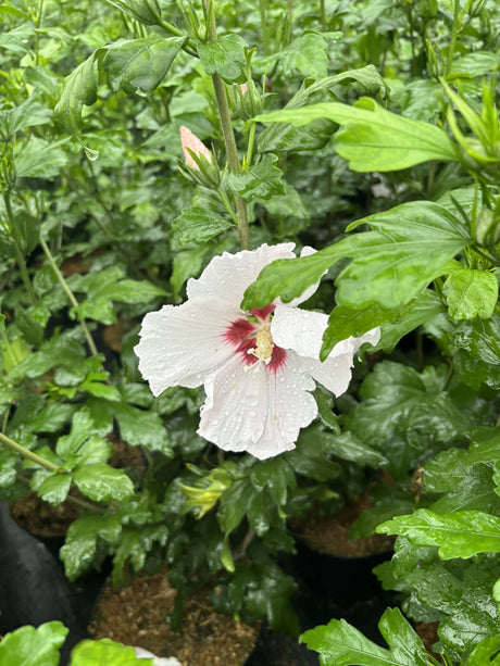 Hibiscus syriacus 'Mathilde' mit Blüte, erhältlich von 40-60 bis 80-100 cm; Einsatz: ;;ab 24,60 Euro