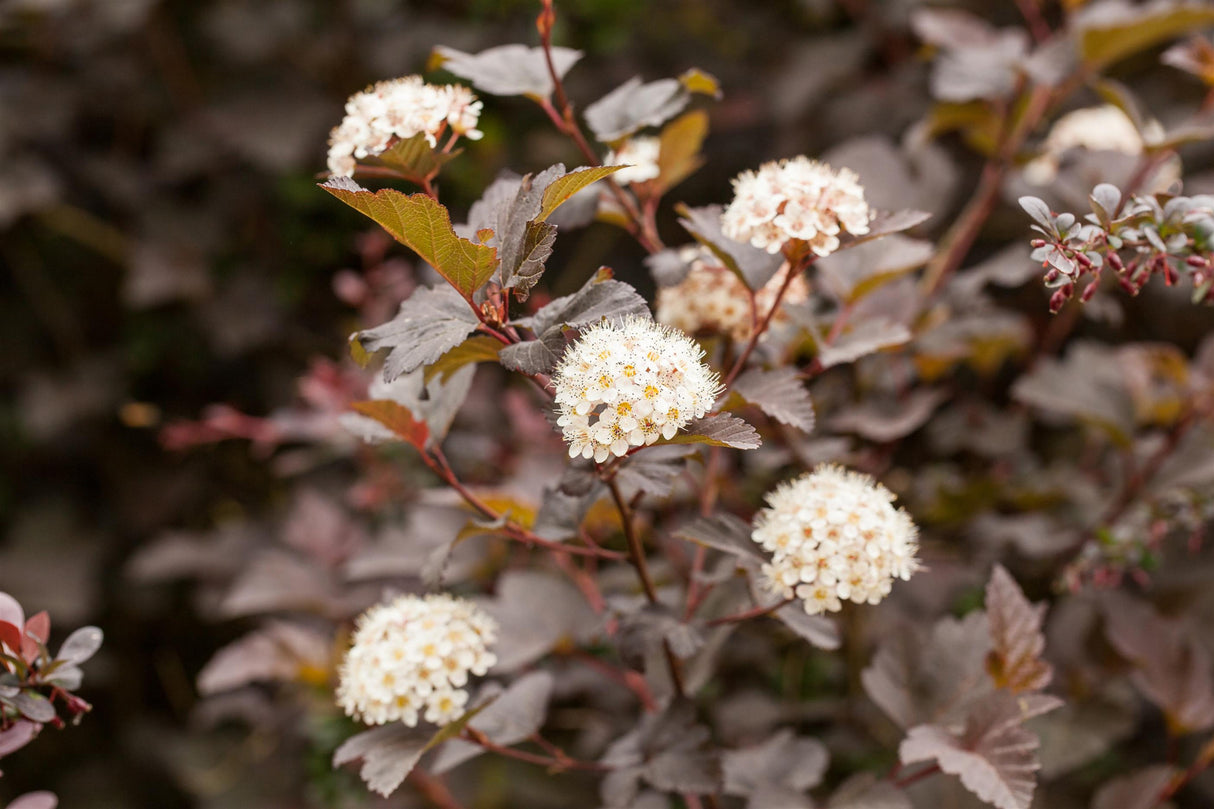 Physocarpus opulifolius 'Diabolo' mit Blüte, erhältlich von 40-60 bis 150-200 cm; Einsatz: ;;ab 19,80 Euro