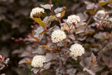 Physocarpus opulifolius 'Diabolo'; hier mit Blüte; bienennährpflanze; Einsatzmöglichkeit z.B. : Heckenpflanze; verfügbar in 7 Größen und Varianten;;ab 24,80 Euro