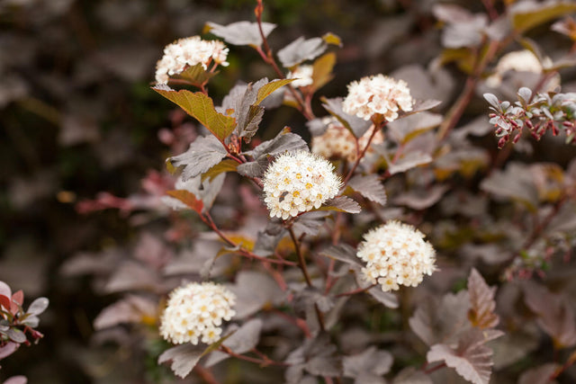 Physocarpus opulifolius 'Diabolo' mit Blüte, erhältlich von 40-60 bis 150-200 cm; Einsatz: ;;ab 19,80 Euro