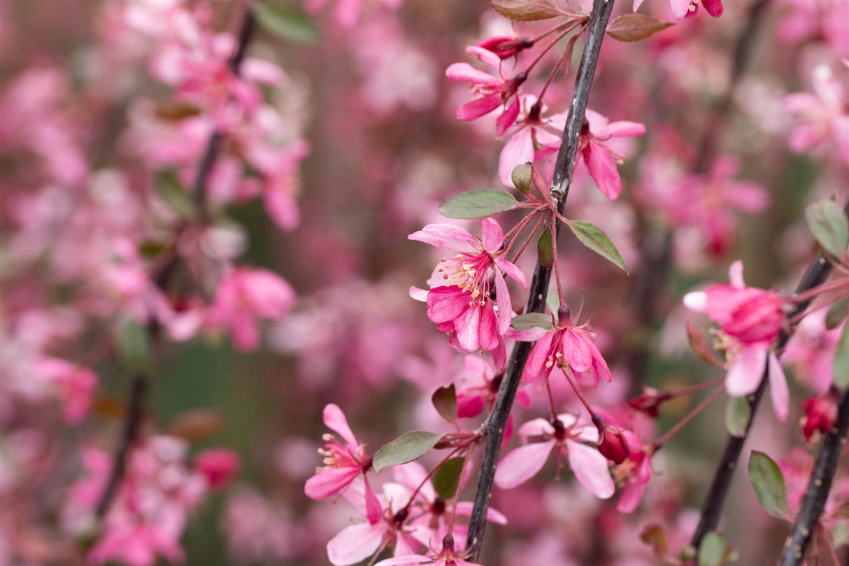 Malus 'Royal Beauty' mit Blüte, erhältlich von 60-100 bis 450-650 cm; Einsatz: ;;ab 33,80 Euro