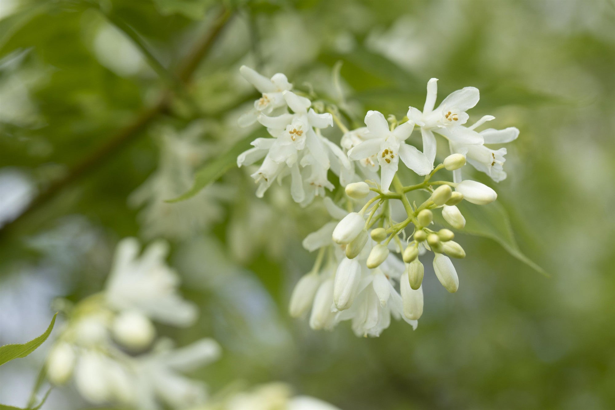 Staphylea colchica (Kolchische Pimpernuss)