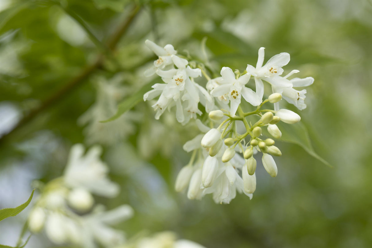 Staphylea colchica mit Blüte, erhältlich von 60-80 bis 175-200 cm; Einsatz: ;;ab 32,90 Euro