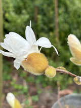 Stern-Magnolie mit Blüte, erhältlich als: Solitär; Einsatz: Ziergehölzwinterhart;;günstig mit Qualität