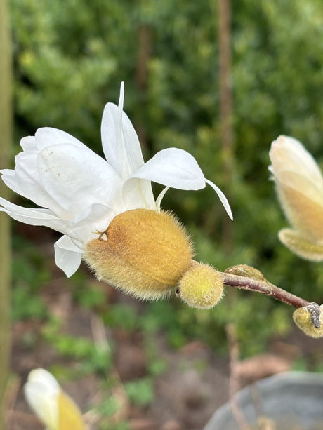 Stern-Magnolie mit Blüte, erhältlich als: Solitär; Einsatz: Ziergehölzwinterhart;;günstig mit Qualität