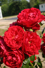 Rosa 'Florentina' KL; hier mit Blüte; duftend; Einsatzmöglichkeit z.B. : Rankgerüst; verfügbar in 3 Größen und Varianten;;ab 16,25 Euro