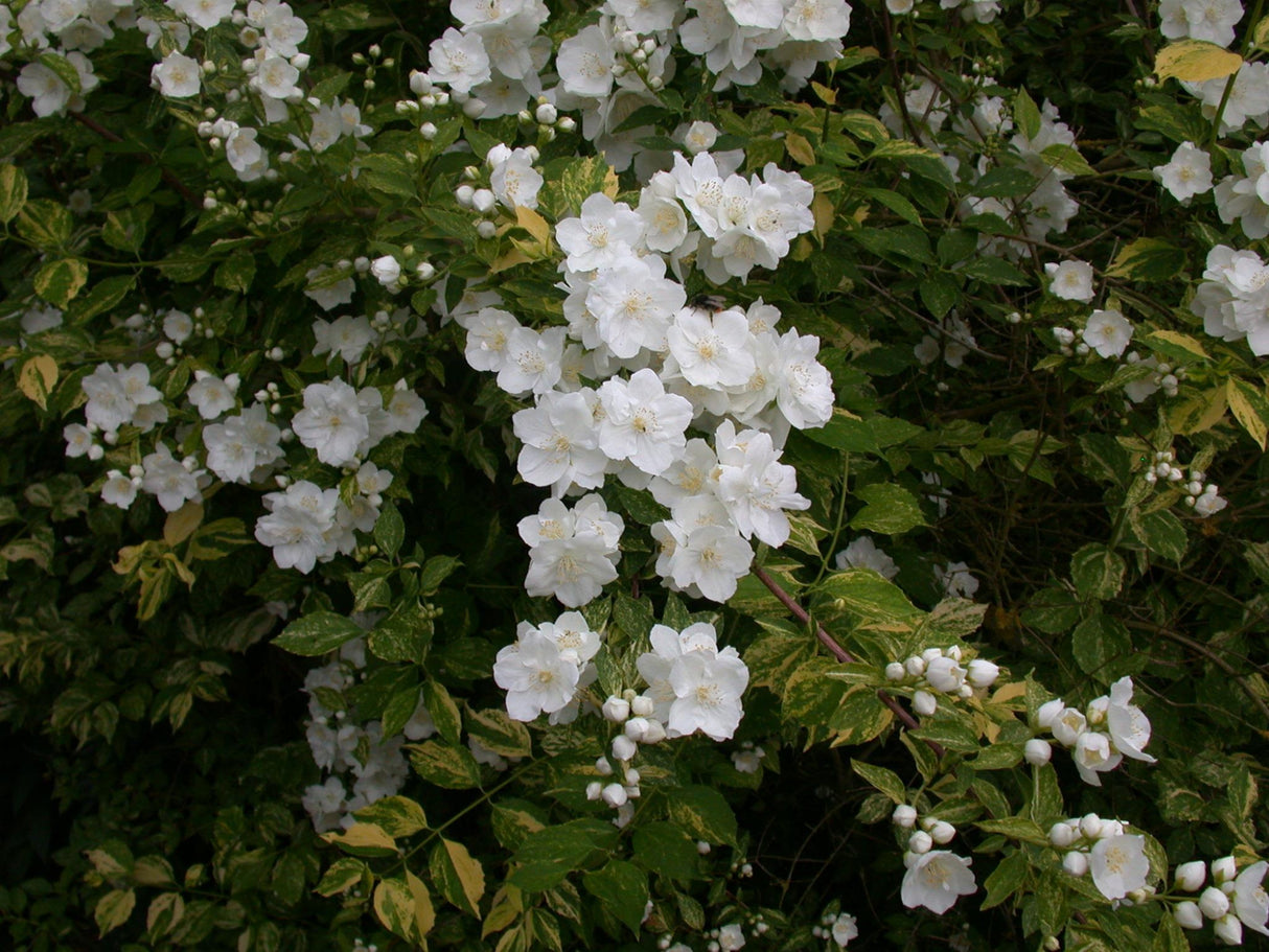 sommerjasmin anspruchslos;;mit zeitnaher Lieferung