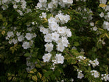 sommerjasmin anspruchslos;;mit zeitnaher Lieferung