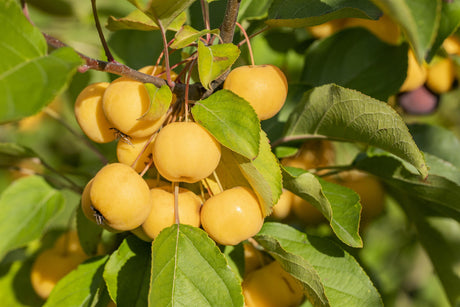 Malus 'Wintergold' mit Blüte, erhältlich von 60-100 bis 450-650 cm; Einsatz: ;;ab 33,80 Euro