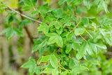 Acer monspessulanum , erhältlich von 100-125 bis 450-650 cm;;ab 193,00 Euro