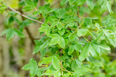 Acer monspessulanum , erhältlich von 100-125 bis 450-650 cm;;ab 193,00 Euro