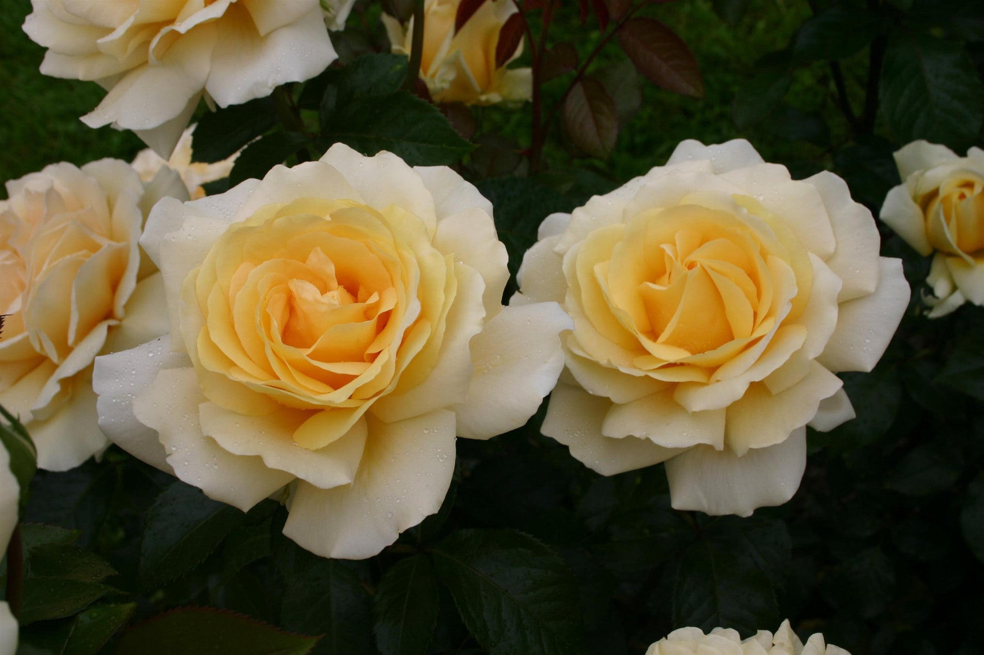 Rosa 'Winter Sun' TH (Edelrose 'Winter Sun' -R-)