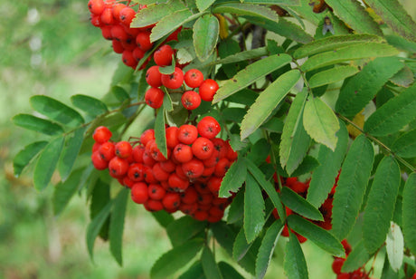 Sorbus aucuparia; mit Früchten/Fruchtbehang; essbare Früchte; Einsatzmöglichkeit z.B. : Solitär;;ab 2,72 Euro