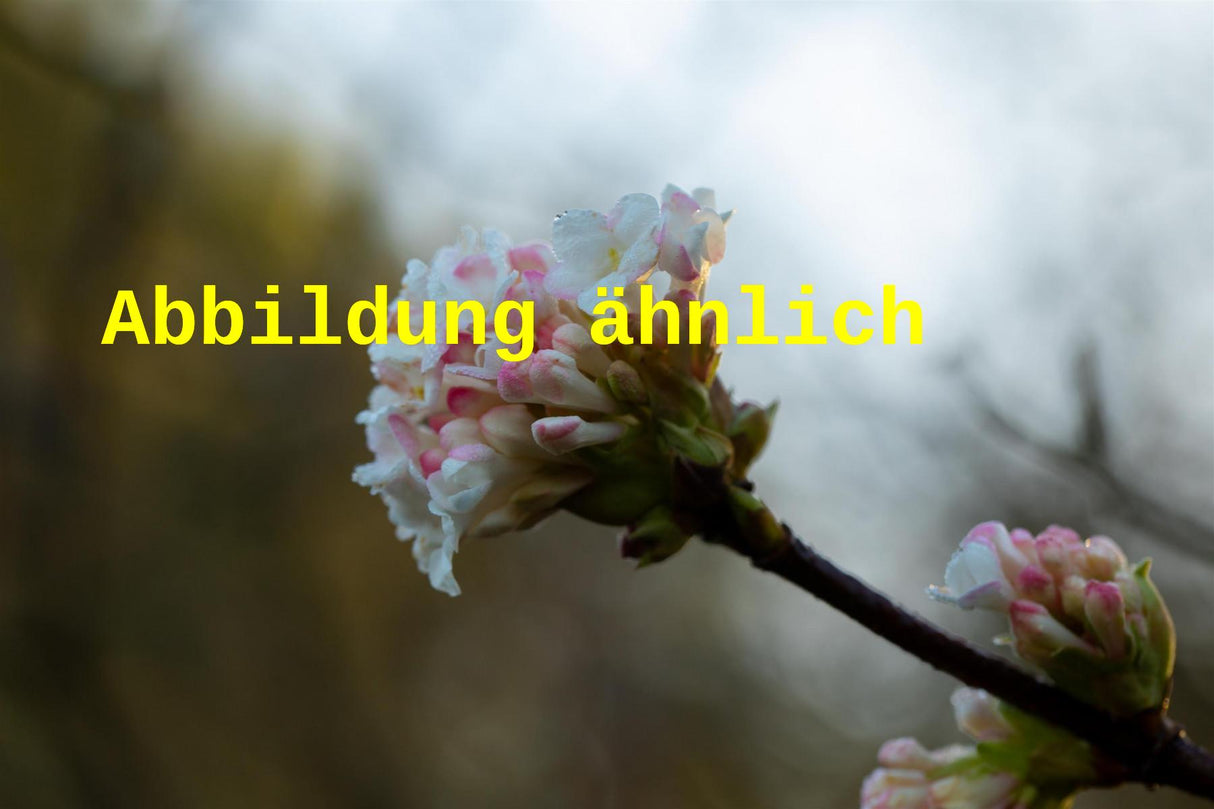 Viburnum farreri (Duftschneeball)