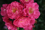 Rosa 'Blühwunder 08' BDR mit Blüte; Einsatz: ;;ab 8,10 Euro