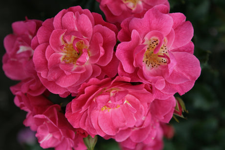 Rosa 'Blühwunder 08' BDR mit Blüte; Einsatz: ;;ab 8,10 Euro