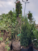 Edelflieder 'Andenken an Ludwig Späth'; vorbereitet für Versand; winterhart; Einsatzmöglichkeit z.B. : Heckenpflanze; erhältlich von 40-60 bis 150-175 cm;;hier kaufen