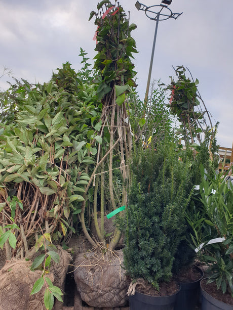 Edelflieder 'Andenken an Ludwig Späth'; vorbereitet für Versand; winterhart; Einsatzmöglichkeit z.B. : Heckenpflanze; erhältlich von 40-60 bis 150-175 cm;;hier kaufen