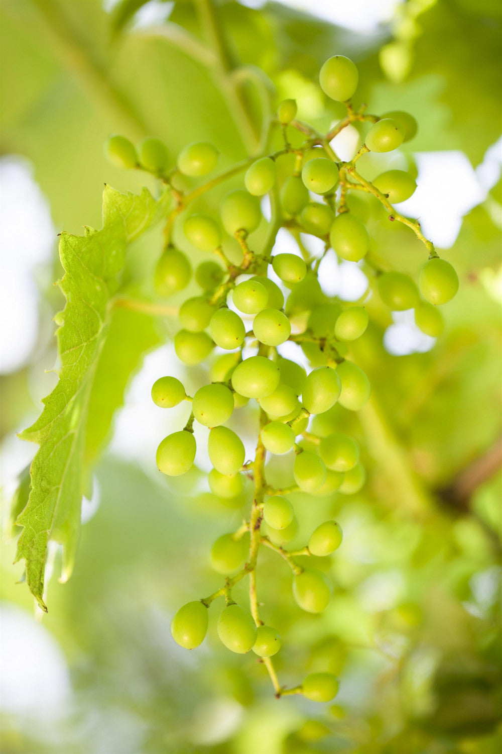 Vitis 'Goldperle' mit Sommerbelaubung, erhältlich von 80-100 bis 80-100 cm; Einsatz: ;;ab 25,90 Euro