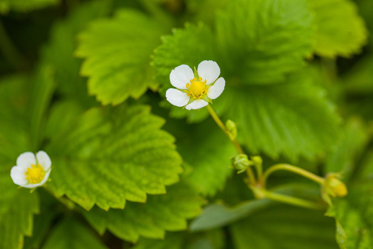 Fragaria vesca var. semperfl. 'Rügen' mit Blüte; Einsatz: ;;ab 2,96 Euro
