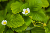 Fragaria vesca var. semperfl. 'Rügen' mit Blüte; Einsatz: ;;ab 2,96 Euro