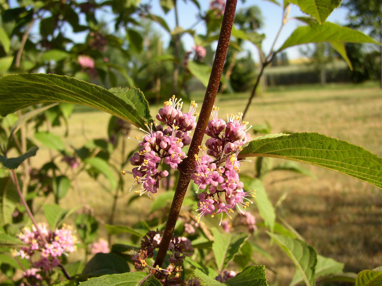 Callicarpa bodinieri 'Profusion' mit Blüte, erhältlich von 40-60 bis 175-200 cm; Einsatz: ;;ab 18,40 Euro