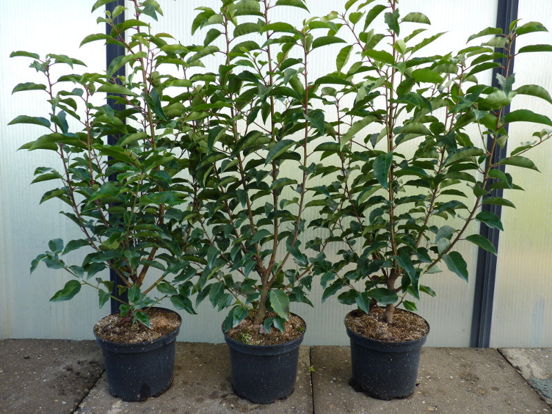 Prunus lusitanica 'Angustifolia' im Topf; Einsatz: robust gegen Krankheiten;;ab 36,00 Euro