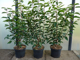 Prunus lusitanica 'Angustifolia' im Topf; Einsatz: robust gegen Krankheiten;;ab 36,00 Euro
