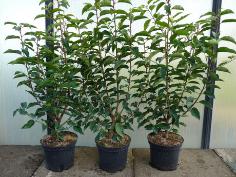 Prunus lusitanica 'Angustifolia'; hier im Topf; schnittfest, anspruchslos, dicht wachsend; Einsatzmöglichkeit z.B. : Vogelschutzhecke;;ab 56,00 Euro