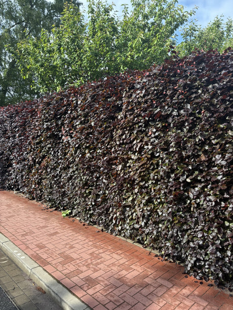 Fagus sylvatica purpurea; als Hecke; schnittfest, anspruchslos, dicht wachsend;;ab 8,55 Euro