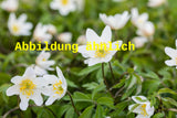 Genaues Foto für Anemone multifida 'Annabella White' folgt; dieses ähnliche Bild dient der Illustration von Frühsommer-Garten-Windröschen