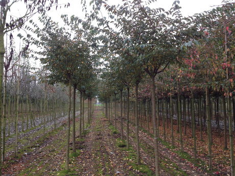 Prunus serrulata 'Kanzan' , erhältlich von 60-100 bis 450-650 cm;;ab 16,60 Euro